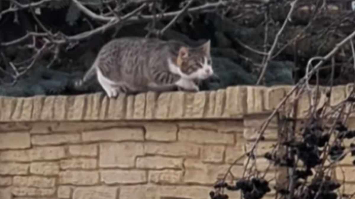 Kos kontra kot. Nagranie trafiło do sieci.