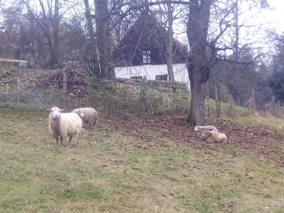 Karkonosze. Wilki zaatakowały. Owce, które jeszcze niedawno pasły się na górskim stoku po czeskiej stronie, zostały rozszarpane przez drapiezniki