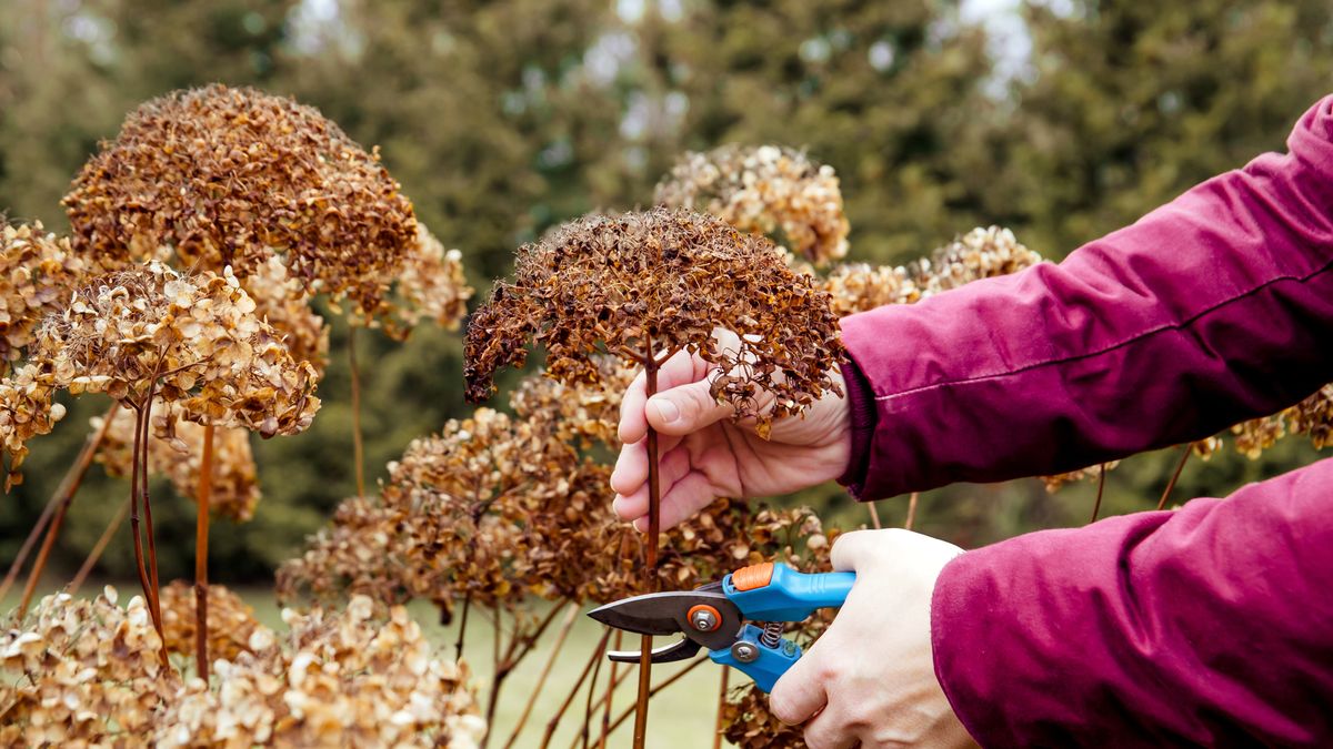 Kiedy przycinać hortensję bukietową?