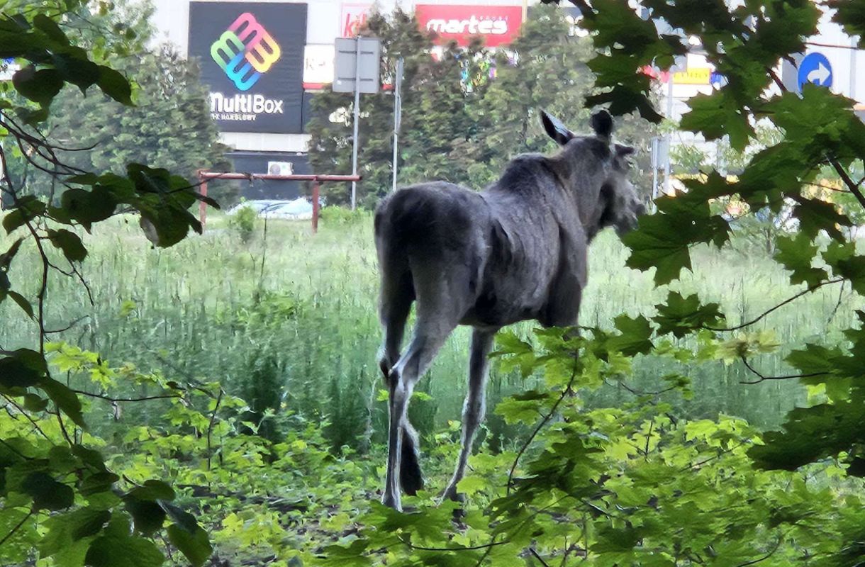 "W mieście pojawił się łoś". Burmistrz apeluje do mieszkańców