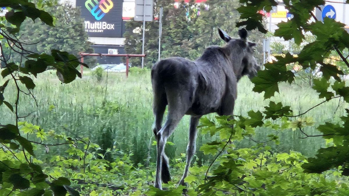 Łoś w Szamotułach