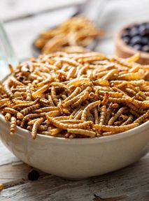 Miracle diet? Eating worms as a recipe for weight loss