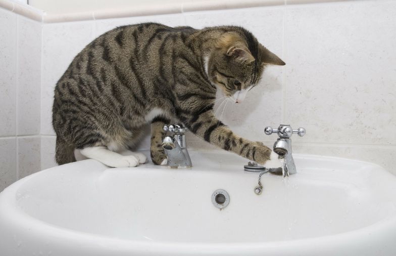 Kot odkręcił kran z wodą w budynku remontowanego ratusza. Szkody liczone w tysiącach euro