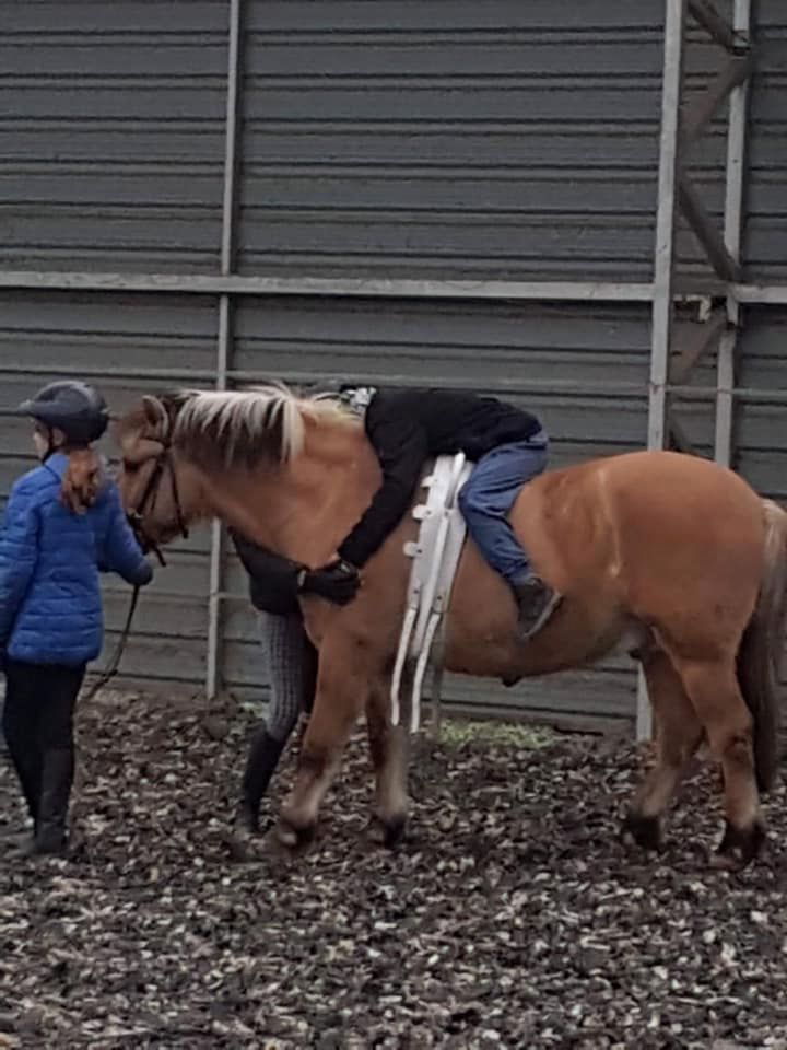 Cekin jest koniem norweskiej rasy Fiord