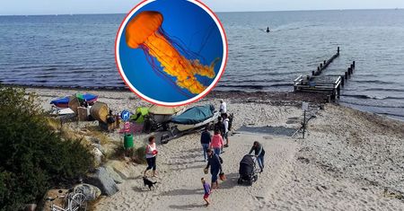 Alarm na plaży nad Bałtykiem. Setki osób poparzonych przez meduzy
