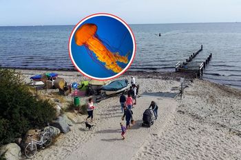 Alarm na plaży nad Bałtykiem. Setki osób poparzonych przez meduzy