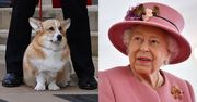 Nie tylko najbliższa rodzina. Królową Elżbietę pożegnały także ukochane psy corgi i kucyk (ZDJĘCIA)