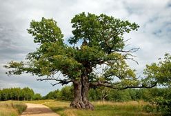Polski dąb zostanie "Europejskim Drzewem Roku 2021"? Trwa głosowanie
