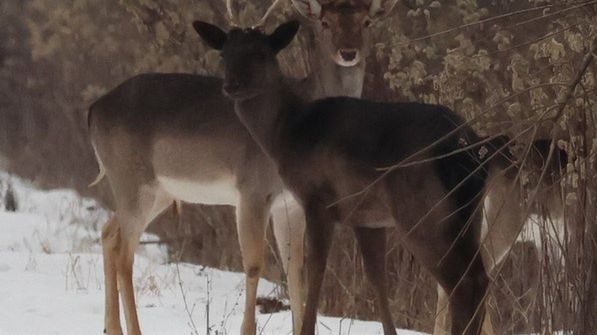 Czarny daniel w Nadleśnictwie Drewnica