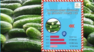 IJHARS kontroluje ogórki na granicy. Odrzuconych ponad 100 ton