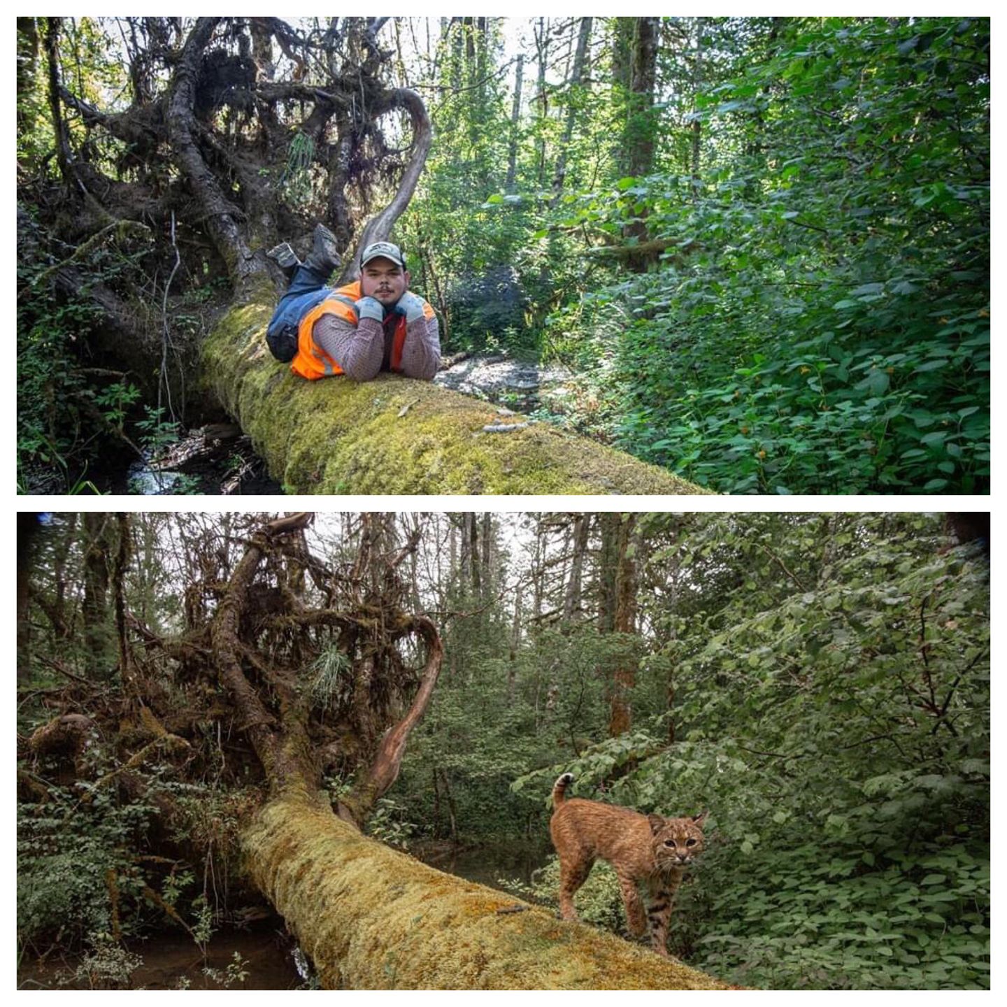 Pułapka fotograficzna na dzikie zwierzęta ujęła bardzo nietypowego gościa 2