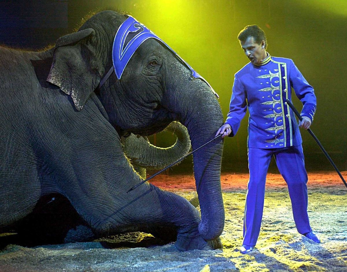 Dania kupi cyrkowe słonie. Chcą zapewnić im spokojną starość