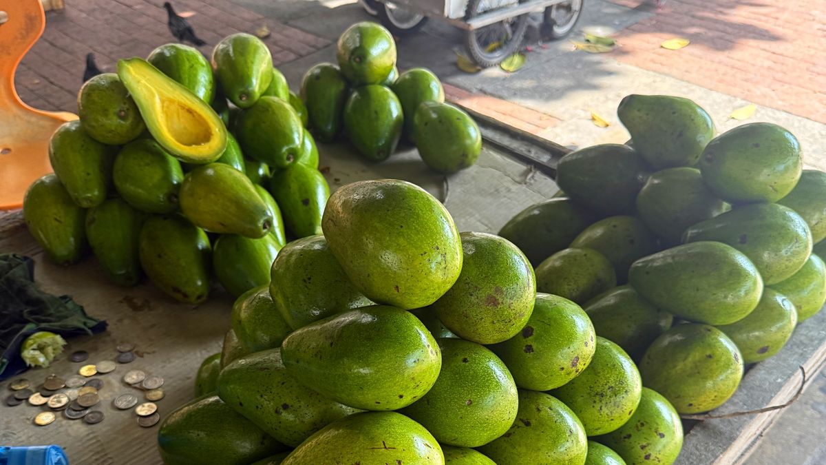 Awokado to wartościowy składnik diety, który dostarcza zdrowe tłuszcze, błonnik, witaminy i minerały.