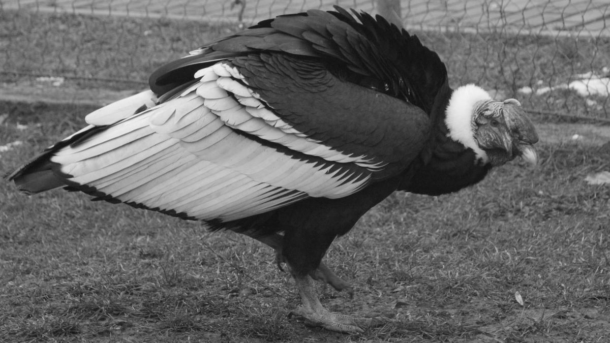 Zoo w Chorzowie pożegnało "Baltazara"