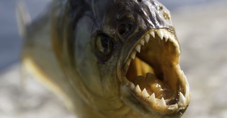 Z Jeziora Zegrzyńskiego wyłowiono 3-kilogramową piranię