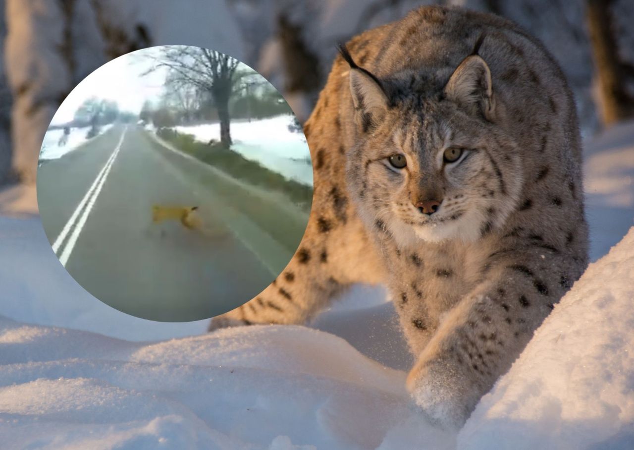 Pojawił się na drodze w środku dnia. Kierowca miał szczęście