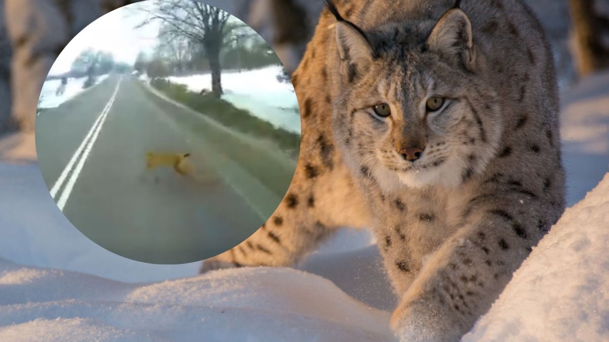 Pojawił się na drodze w środku dnia. Kierowca miał szczęście