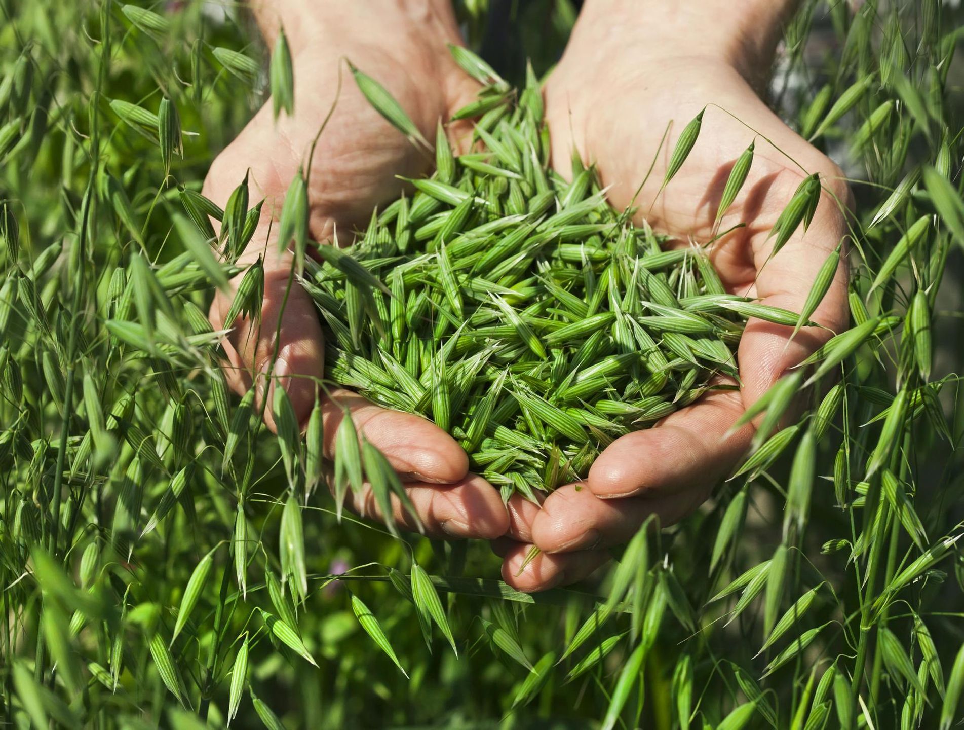Nalewka z ziela owsa to doskonały środek na przemęczenie