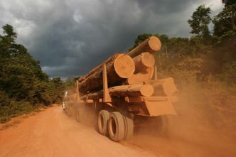 Gorączka złota niszczy lasy nad Amazonką