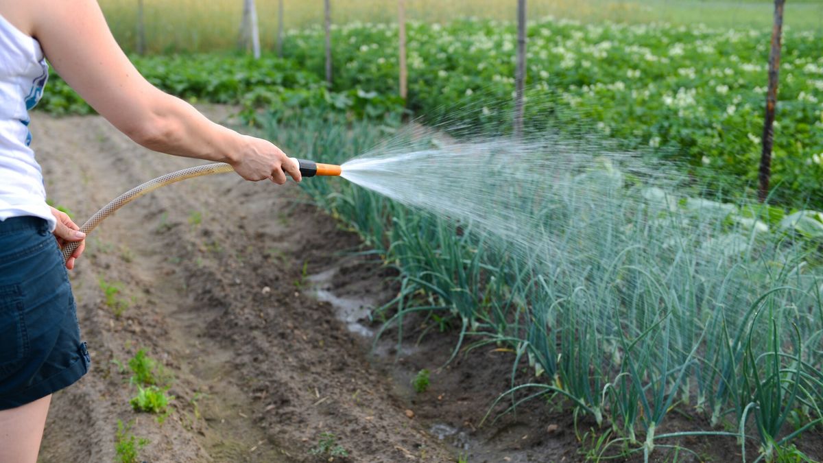 Unia Europejska nie planuje zakazywać hodowli warzyw i owoców w ogródkach