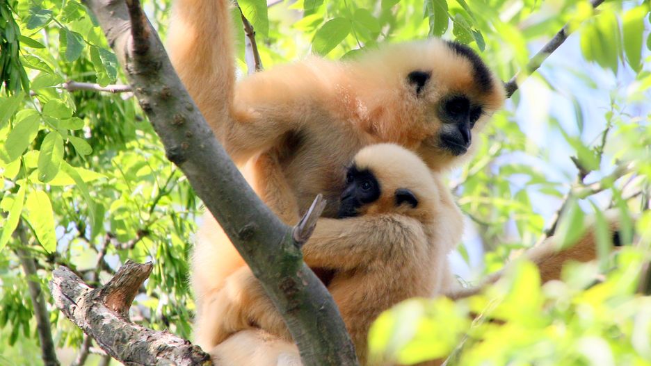 W japońskim zoo samica gibona urodziła, choć nie miała do towarzystwa samca. Zdjęcie ilustracyjne