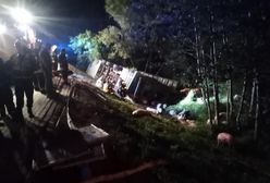 Świętokrzyskie. Przewrócona ciężarówka. Nie żyje kierowca i trzoda chlewna