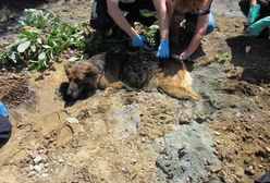 Strażacy z Kalisza ratowali psa, który ugrzązł w... roztopionym asfalcie
