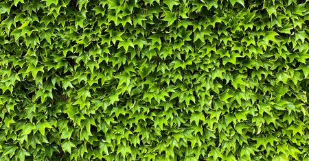 Greenwashing, czyli jak mając dobre chęci, dajemy się nabrać zielonym oszustom