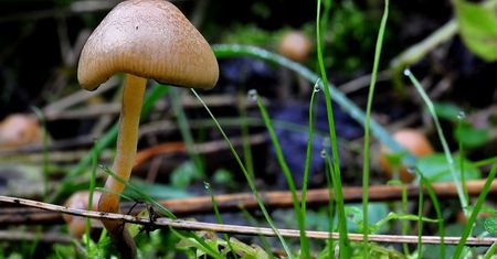 Magiczne grzybki, które mogą pomóc w rzuceniu palenia