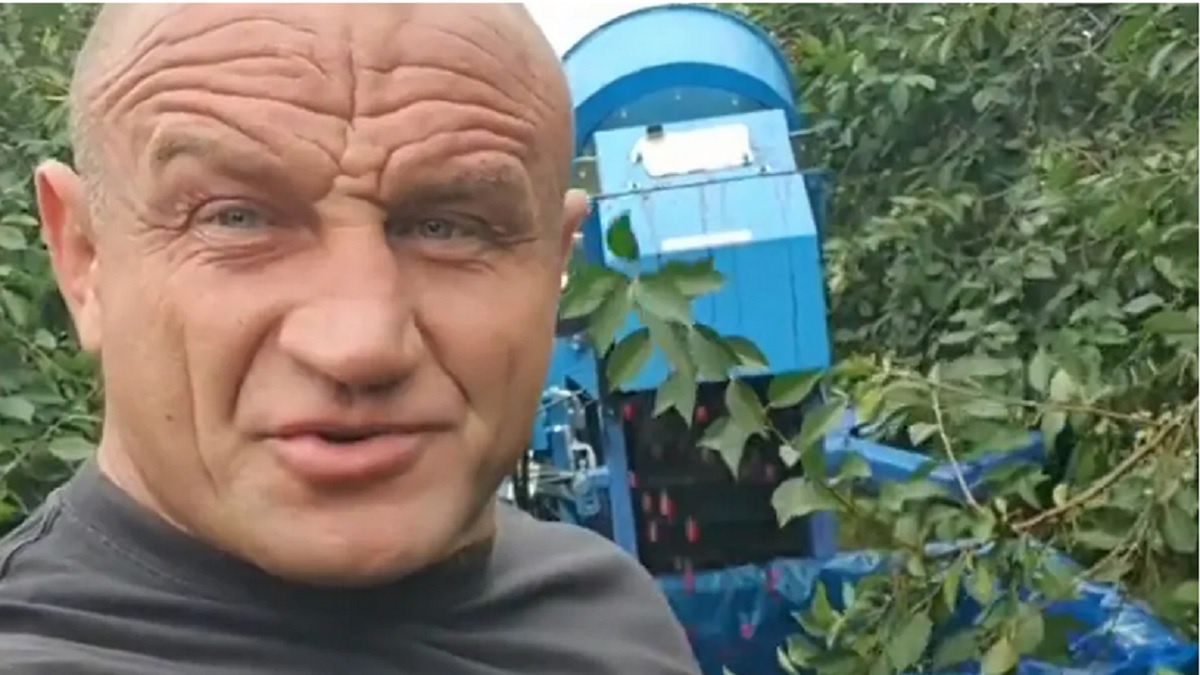 Mariusz Pudzianowski podczas zbiorów wiśni 
