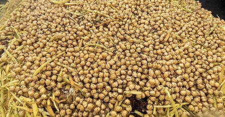 Fizjoterapeuta radzi. Jedz, a stawy ci podziękują. Łagodzą stany zapalne i hamują zmiany zwyrodnieniowe