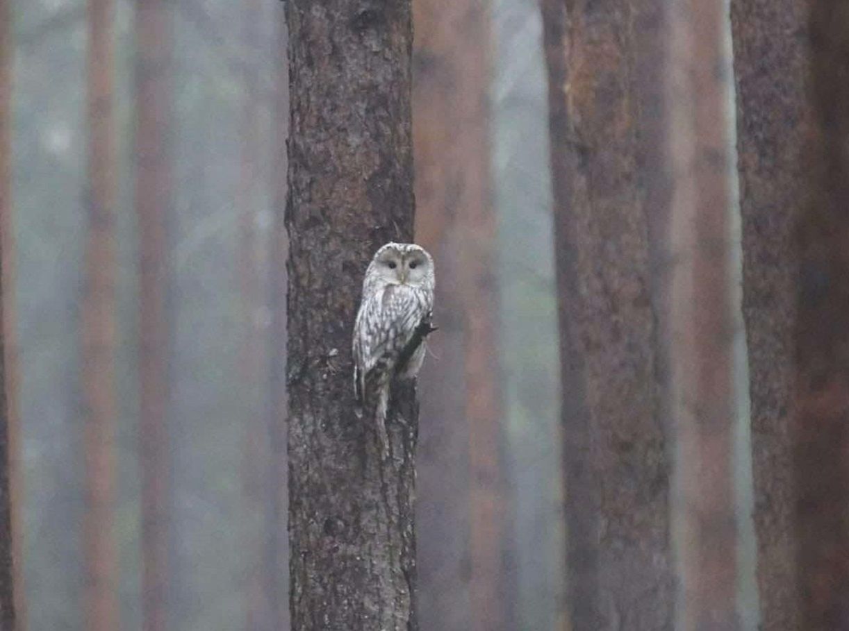 Puszczyk uralski w Puszczy Augustowskiej - pierwsza wizyta na Podlasiu!