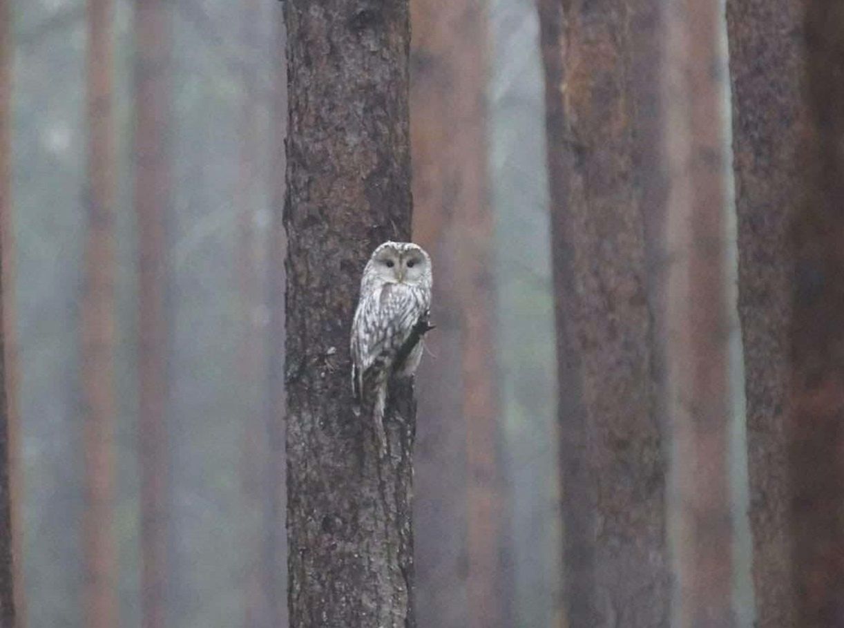 Pojawił się pierwszy raz na Podlasiu. Leśnik od razu chwycił za aparat