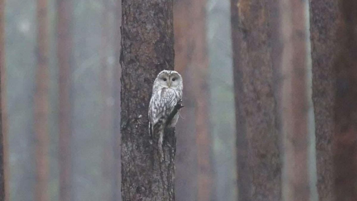 Puszczyk uralski po raz pierwszy pojawił się w Puszczy Augustowskiej 