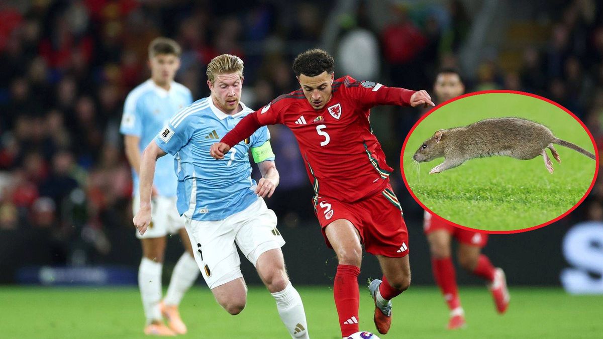 Getty Images /  Dan Istitene/Getty Images / Szczur zakłócił mecz Walia - Belgia