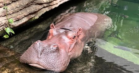 Wyjątkowe urodziny w warszawskim zoo. Pelagia skończyła 40 lat