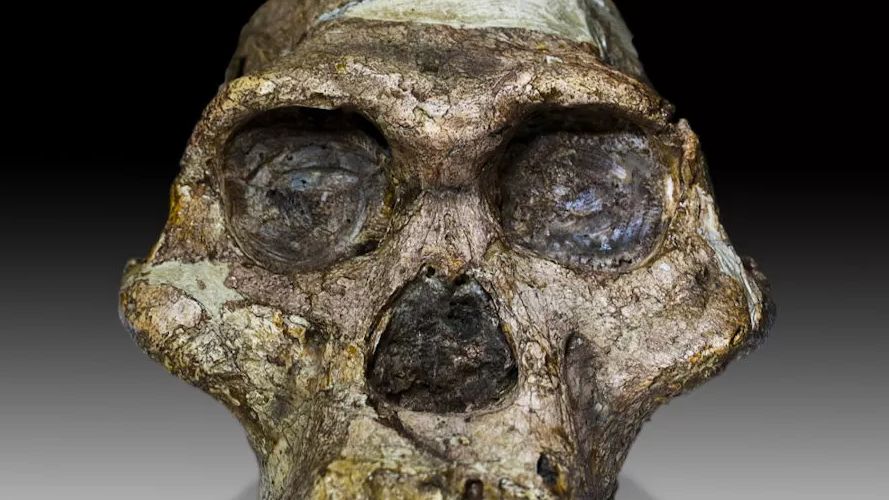 Wześni przodkowie wykazywali różnice w wielkości między płciami