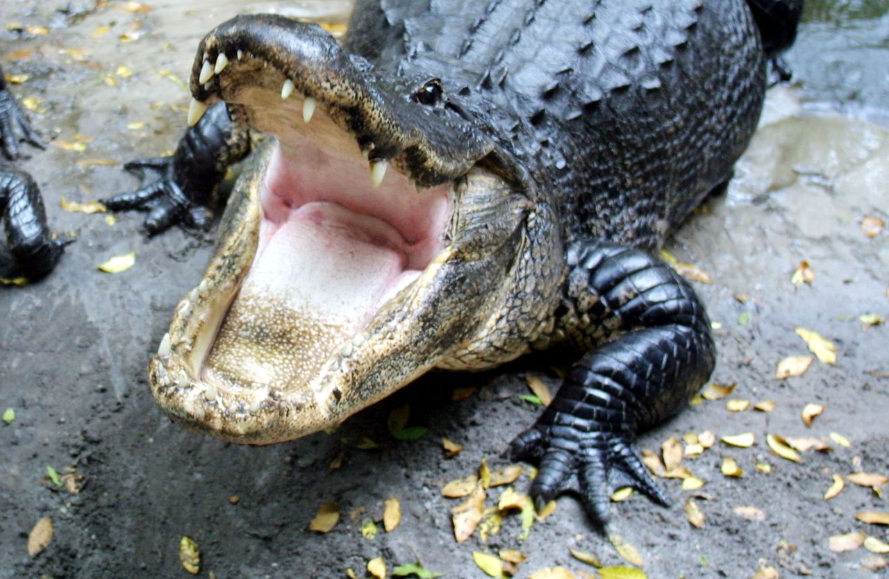 Aligator ukarał klienta baru. Przerażenie na Florydzie