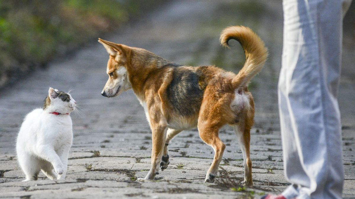 kot, pies