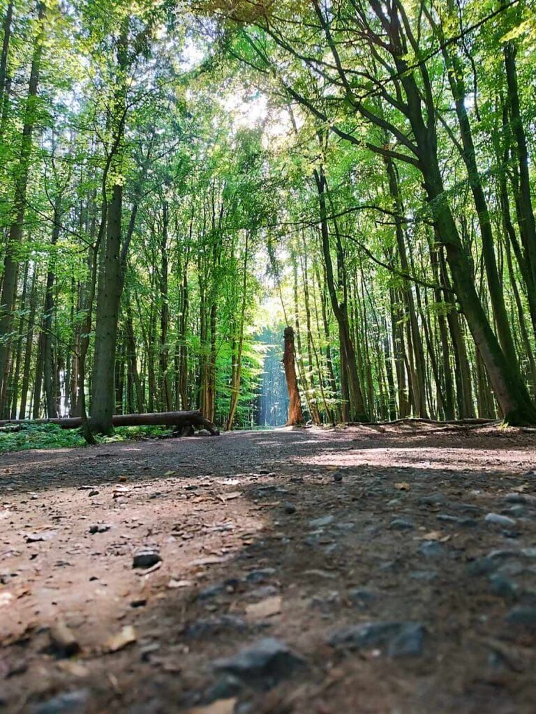  Park Jasmund - Rugia