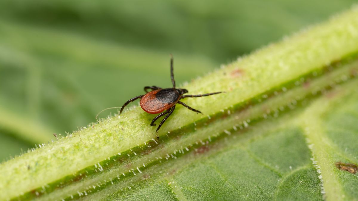 Kleszczowe zapalenie mózgu, w skrócie KZM, wywołuje wirus TBEV (tick-borne encephalitis virus).