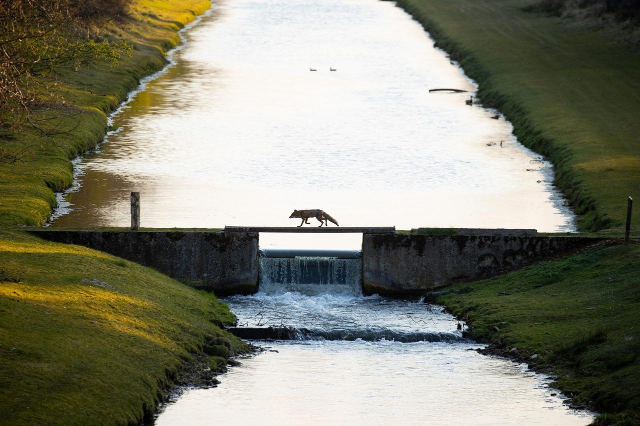 Nature Photographer of the Year 2021. Oto najlepsze zdjęcia przyrodnicze minionego roku 13