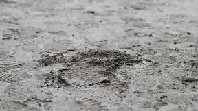 Odwołany trening punktowany między Ekantor.pl Falubaz Zielona Góra - Eko-Dir Włókniarz Częstochowa