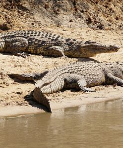 Koronawirus w Meksyku. Zdjęcie krokodyli wzbudza emocje