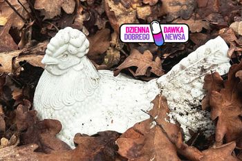 Leśnicy zaniemówili. Leżała zakopana w liściach. "Niezwykle rzadki okaz"