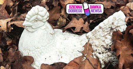 Leśnicy zaniemówili. Leżała zakopana w liściach. "Niezwykle rzadki okaz"