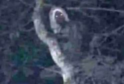 Prezydent Meksyku pokazał zdjęcie zjawy. Aluks uchwycony na drzewie