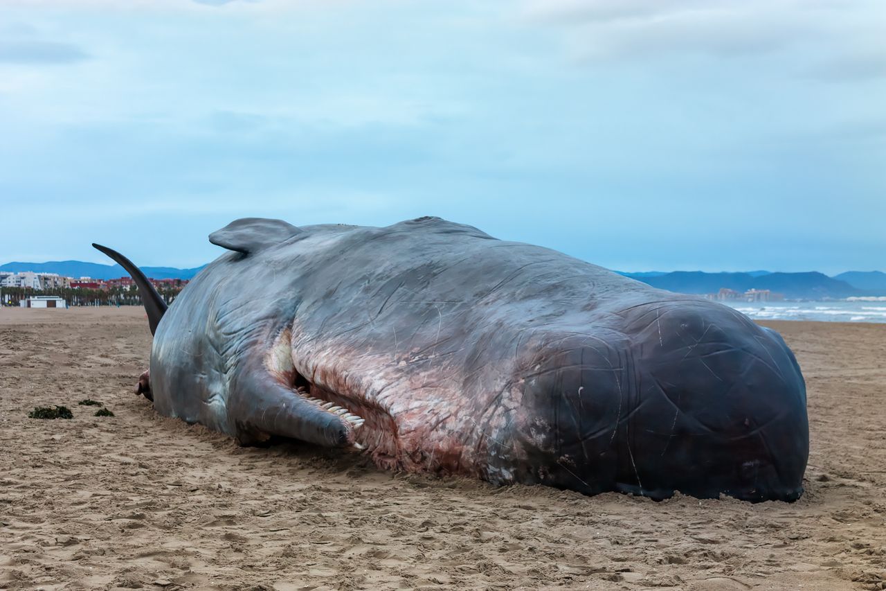 Czarna seria na plażach. Biolodzy zaniepokojeni widokiem