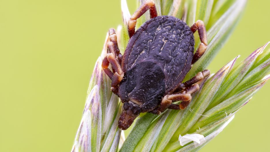animal, nature, macro, wildlife, closeup, grass, fauna, tick, parasitic, blood sucker, hyalomma, sickness, dangerous, arachnid, macro photography, macro nature, detailed, entomology, science