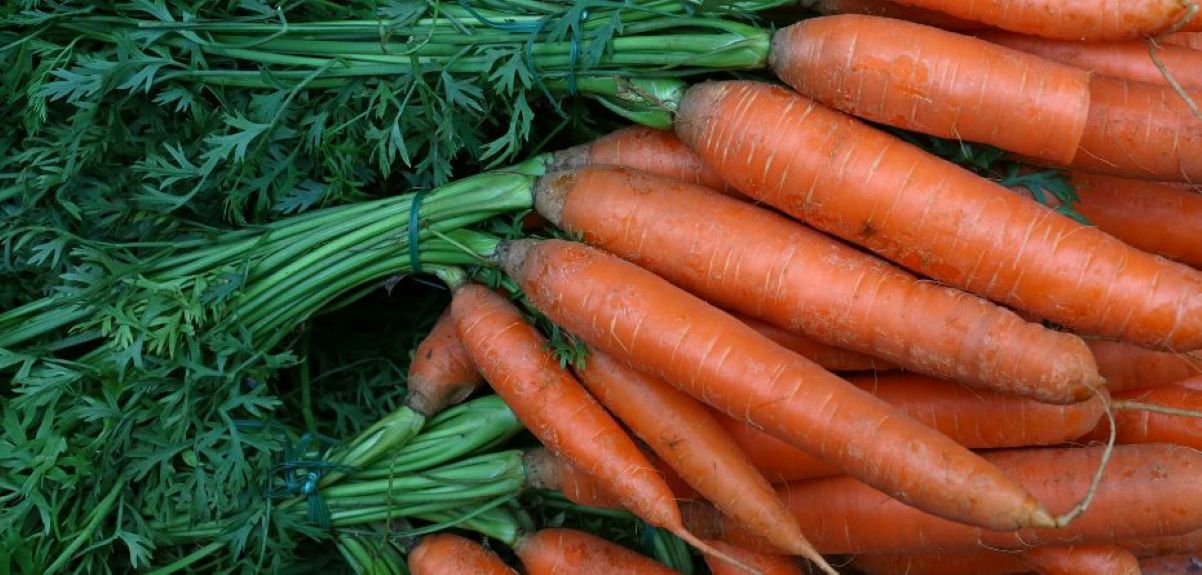 Jaka jest aktualna cena marchwi na rynku?